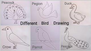 how to draw different bird drawing easy step by step@DrawingTalent