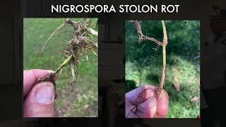 Uglyweeds Team Meeting: St Augustine Grass Decline and Nigropora Stolon Rot