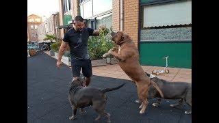 3 Generation males Bokito, father Magnum and grandpa Tyson