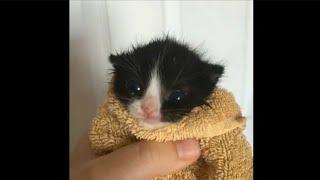 Cute Cat Meows in Towel ( Full Video )