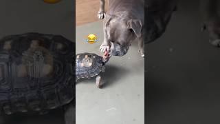 When Turtles Go Savage  #MyPetsie