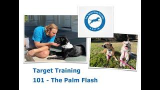 Target Training 101 - The “Palm Flash” - Dog Training