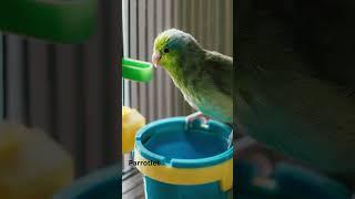 7 Best Pet Birds for Beginners: Easy & Fun Companions