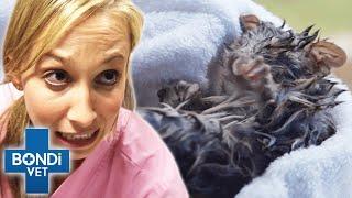 I Shouldn’t Be Alive - Luckiest Bondi Vet Animals! | Bondi Vet Compilation | Bondi Vet