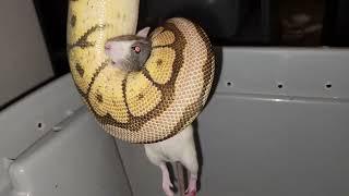 Spider Python Catches A Screaming Rat - Warning Live Feeding