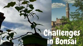 Challenges in Bonsai - Twin trunk Rumphii