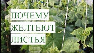 Желтеют Листья Огурцов. Причины и Эффективное Решение Проблемы.