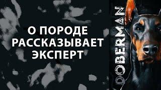 ДОБЕРМАН. Всё о породе Doberman! Рассказывает эксперт