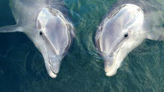 Dolphins ‘talk’ to each other to synchronize their behaviors