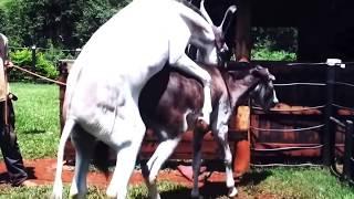 Horse  Mating with Donkey - Animals Mating - Animals Sex