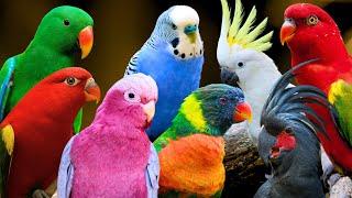 Most Beautiful Parrots in Australia | Colourful Birds | Relaxing Nature Sounds | Australian Wildlife