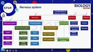 NERVOUS SYSTEM | COORDINATION AND CONTROL | LECTURE| STEP| A PROJECT OF PGC