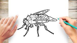 How to Draw A Realistic Fly