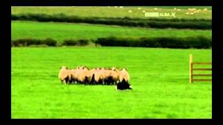 Michael Shearer & Jim - 2015 International Sheep Dog Trial - FINAL