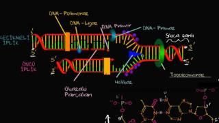 DNA Replikasyonunda Öncü ve Gecikmeli İplikler (Biyoloji)