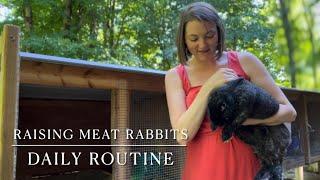 Daily Routine Raising Meat Rabbits