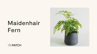 Maidenhair fern - Top houseplants ️