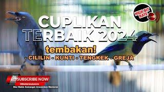  Cuplikan Terbaik Masteran Juwara 2024 Cililin Cucak Cungkok Srigunting Abu Abu