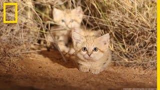 Des chatons des sables