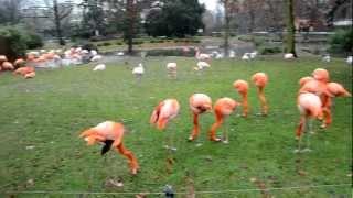 Amazing flamingo in the Cologne zoo