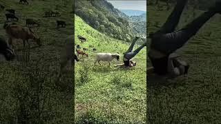 Sheep Headbutts Silly Farmer In Field