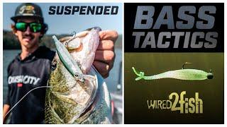 Unlocking Suspended Bass with Jerkbait and Minnow Lures