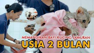 Begini Cara memandikan bayi kucing jamuran