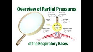 Partial Pressures of the Respiratory Gases