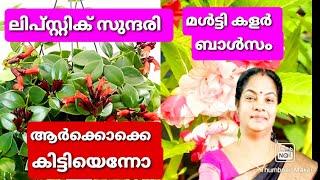 ലിപ്സ്റ്റിക് പ്ലാന്റ്, പരിപാലനം/Lipstic plant care and poting mix/ലിപ്സ്റ്റിക് പ്ലാന്റ് നടുന്നവിധം