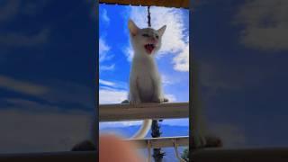  Angry Cat Sound || Realistic Cat Sound #shorts #cat #2