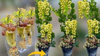 How To Grow Grape Trees From Grape Fruit | Grow Grape Vine From Grape Fruit in Banana Fruit