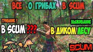 ГАЙД SCUM | ГРИБЫ | ЕДА ИЗ ПОДНОЖНОГО КОРМА В SCUM. ЖИЗНЬ ИЛИ СМЕРТЬ #scum #скам #выживание #грибы