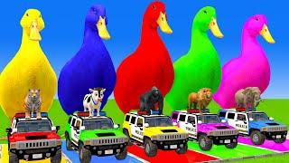 5 Giant Duck Cartoon,Cow,Elephant,Tiger,Lion,Dinosaur,Paint Wild Animals Crossing Fountain Animation