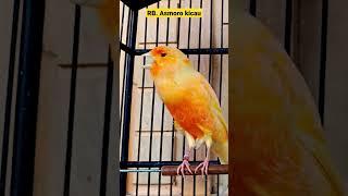 kicau mania || kenari mania || pancingan kenari || canaries singing | canary singing | canario belga