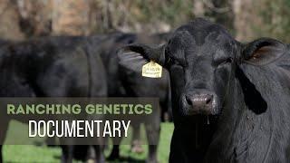 Cattle Genetics – Neal Ranch Documentary