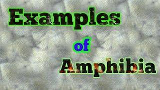 Examples of Amphibians