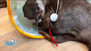 The Princess Otter Was Very Excited About Christmas Present.