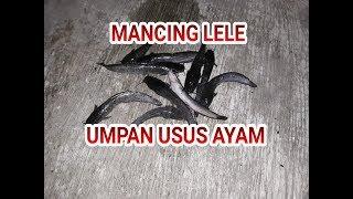 UMPAN MANCING IKAN LELE  usus ayam