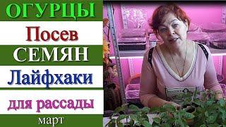 Мои СЕКРЕТИКИ и ЛАЙФХАКИ для выращивания ОГУРЦОВ / Огород с Мариной Гусаковой