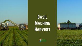 Harvesting Basil: How Basil is Machine Harvested for Processing