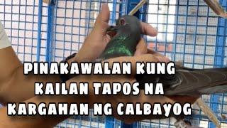 NAHULI, PINAKAWALAN KUNG KAILAN TAPOS NA ANG KARGAHAN NG CALBAYOG IReggie Cruz Loft & Aviary