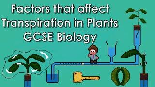 Factors that Affect Transpiration in Plants- WJEC Biology - (GCSE REVISION)