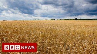 Russia accused of stealing about 600,000 tonnes of Ukraine's grain - BBC News