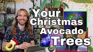 Your Avocado Christmas Trees