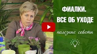 Фиалка в домашних условиях  Правила выращивания и ухода   Фиалки ликбез с Хитсад