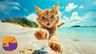 EXTREMELY Soothing Music for Cats and Kittens - Immediate Relief ️