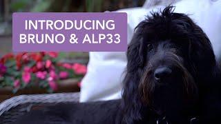 Introduction to Bruno and ALP33