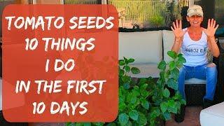 10 Tips On Growing Tomatoes From Seed - Growing Tomatoes In Arizona