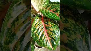 Super Lush Aglaonema #yooragardentips #aglaonemaplant