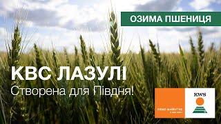 Озима пшениця КВС ЛАЗУЛІ. Створена для Півдня! | КВС-УКРАЇНА